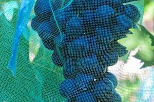 Why is agrofiber effective for overwintering grapes?