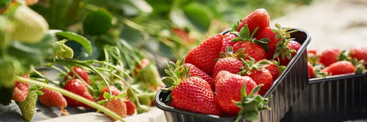 Strawberry business: growing berries under agrofibre