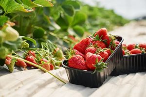 Strawberry business: growing berries under agrofibre